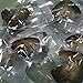 10 PC Freshwater Cultured Pearl Oyster Oval Pearls oysters with pearls inside Ten Colors
