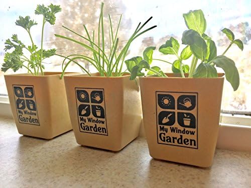 My Window Garden Mini Herb Garden Kit Includes Basil, Chives and Parsley