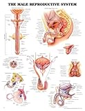 The Male Reproductive System 3D Raised Relief Chart, Anatomical Chart Company Staff, 1587794497