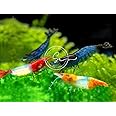 Swimming Creatures™ 10 Rili Mix Premium High Garde Freshwater Neocaridina Aquarium Shrimps.