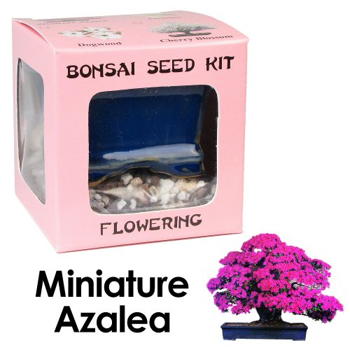 UPC 740619190333, Eve&#39;s Miniature Azalea Bonsai Seed Kit, Flowering, Complete Kit to Grow Azalea Bonsai from Seed