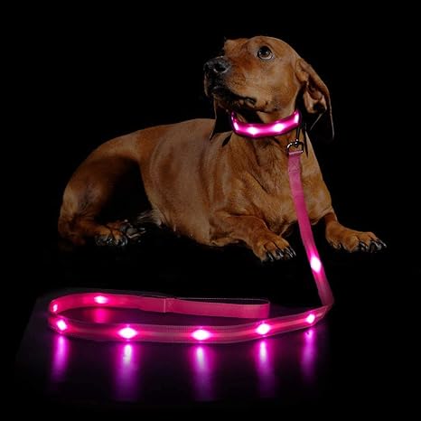 dog lead light