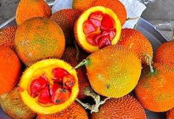 2 GAC FRUIT Gac Melon Vine Momordica