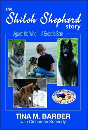 blue shiloh shepherd