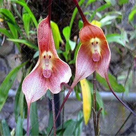 Amazon Co Jp 珍しい日本の猿の顔の蘭diyの家庭植物の鉢の盆栽の花0個の男性の蘭複数の品種 10 ホーム キッチン