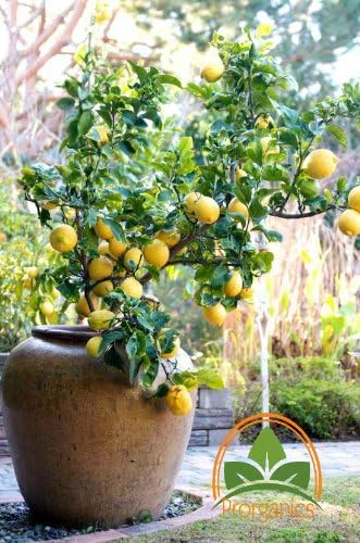 Very Rare Eureka Lemon Citrus Tree 10 Seeds By Prorganics Amazon