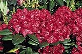 Busuki Rhododendron - Very Hardy - Deep Red Flowers - 4