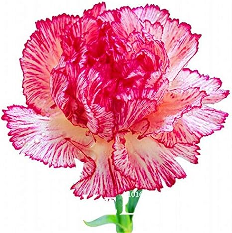 Amazon 24 セール 家のための珍しい黒いカーネーションの花の種dianthus Bonsaiの花植物 アンプ 庭0個 ロット Nqp9tc 花