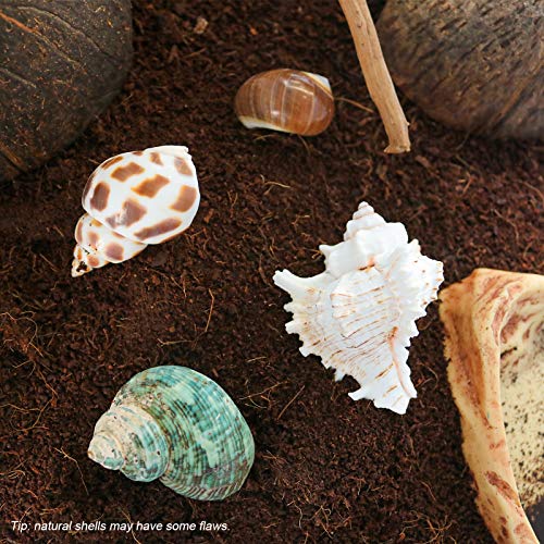 Hermit Crab Shells/Turbo Shells/7Pcs Assorted Turbo Shells/Hermit Crab House for Décor/Seashell Opening Size 0.98\