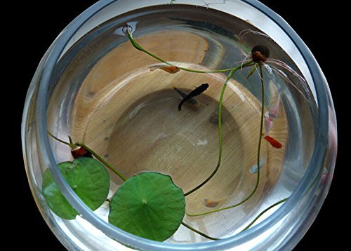 Pink 20 PCS Hydroponic Flowers Aquatic plant balcony indoor and outdoor potted flowers bowl lotus flowers by SPHTOEO