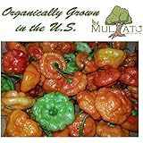 Semi Di Peperone AJI Dulce #1 - Dolce E Gustoso, 50 Semi Per Orto E Balcone - Foto 3