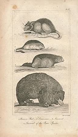 Download Amazon.com: Rat Dormouse Marmot Bear original antique 1835 engraved mammal print: Entertainment ...