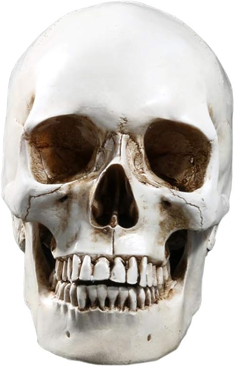 Amazon Com Ypy 1 1 Life Size Model Human Skull Replica Model Skull Head Gothic Decoration Prop For Halloween Decor Realistic Home Kitchen