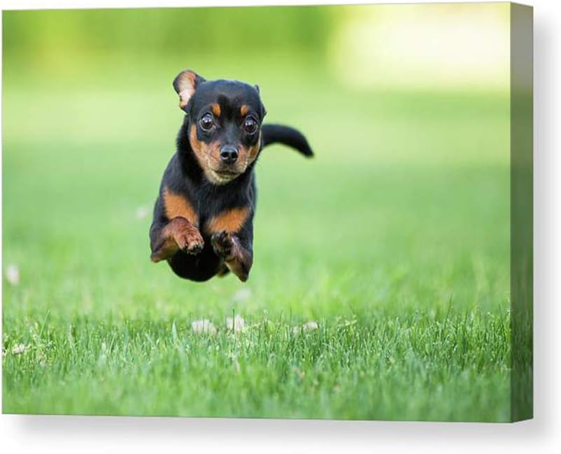 Wall Décor - Jianchuang Canvas Prints Custom Your Photos Pictures On Canvas ,Personalized Canvas Wall Art Ready to Hang (8x6 in), Study Room