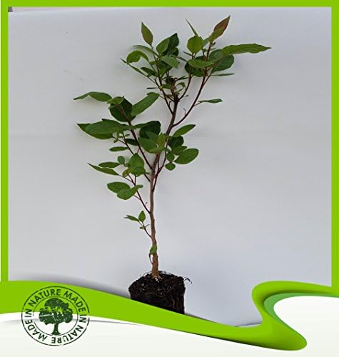 Pistacia terebinthus (Turpentine tree) - Plant