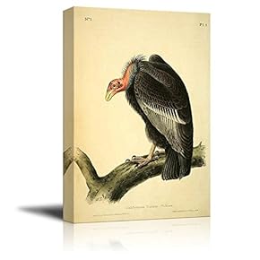 Beautiful Illustration of a Californian Turkey Vulture by John James Audubon - Canvas Art Home Art - 12x18 inches