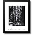 Redwoods, Founders Grove 15x18 Framed Art Print by Adams, Ansel