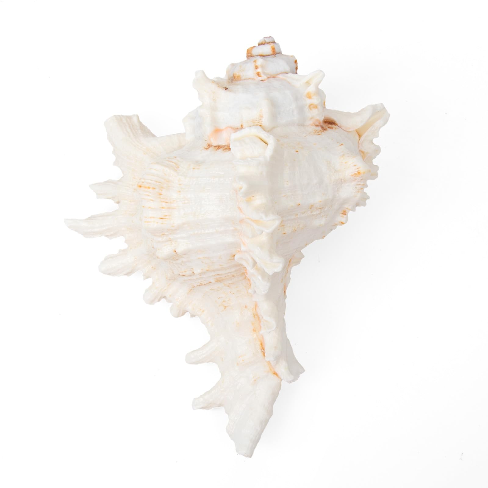 SKOOLOVE Large Natural Sea Shells 15-17CM Huge Ocean Conch Jumbo Seashells Perfect for Wedding Decor Beach Theme Party, Home Decorations,DIY Crafts, Fish Tank and Shell Collectors