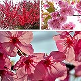 Cherry Blossom Seeds for Planting