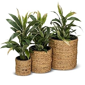 DECORAS 3er Set Pflanzkübel Blumenkübel RENDONDO Wasserhyazinthe, Maße: 44x44x44 cm, 32x32x32 cm und 22x22x22 cm, braun…