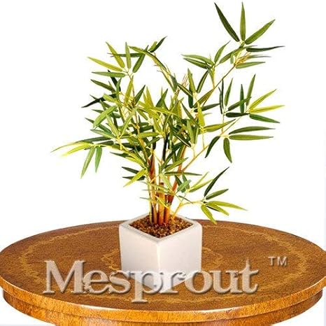 Amazon Co Jp 50個 袋中国のミニ竹盆栽 完璧な装飾diy家庭の植物 鉢植えバルコニー 無料配送 ホーム キッチン