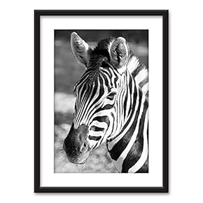 Framed A Zebra in Black White Black Picture...