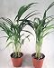 Two areca Palm plant Dypsis lutescens 4'' pot Easy to grow!! unique from Jmbamboo