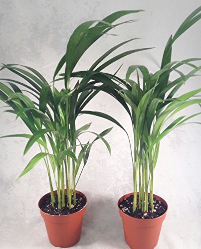Two areca Palm plant Dypsis lutescens 4'' pot Easy to grow!! unique from Jmbamboo Two areca Palm plant Dypsis lutescens 4'' pot Easy to grow!! unique from Jmbamboo