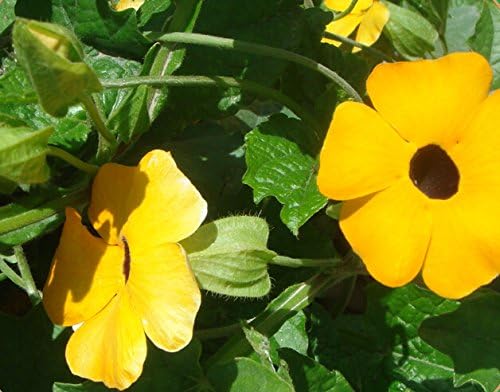 Perennial Climbing Plant Yellow Thunbergia Alata (Black-eyed Susan Vine) 20 Seeds