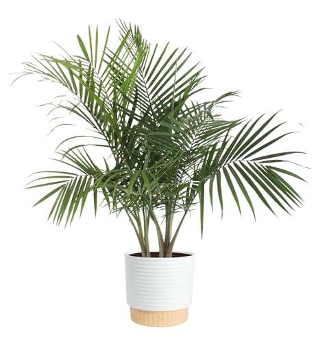 Costa Farms Live Majesty Palm Indoor Plant, Real 3-4 Feet Tall Palm Tree in Dec…