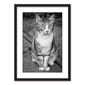Framed Wall Art - Little Cat in Black White - Black Picture Frames White Matting - 23x31 inches