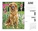Just Goldens 2019 Box Calendar (Dog Breed Calendar)