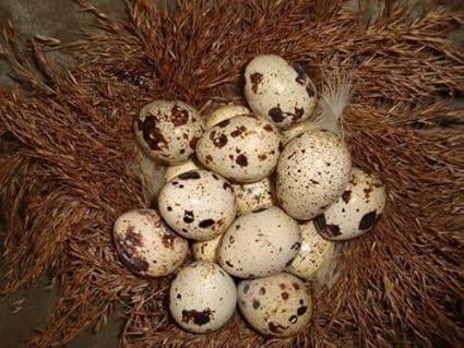 Fresh Georgia Giant/Northern Bob White Hatching Quail Eggs .50 ea