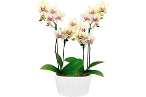 From You Flowers - Sunny Smiles Orchid Duo for Mother's Day, Birthday, Anniversary, Get Well, Congratulations, Thank You, All Occasions