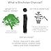Glass Water Bottle - Eco-Friendly Borosilicate Glass - Charcoal Water Filter and Natural Cork Stopper - Orange (20 oz.)
