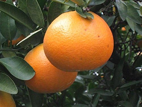 Amazon 愛媛県産 訳あり伊予柑 ５ｋｇ Smile Orange みかん 柑橘類 通販