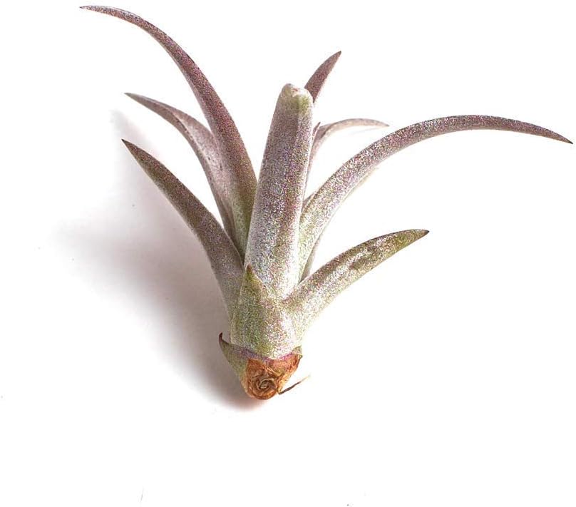 Shop Succulents | Small Tillandsia Capitata Peach Air Plant, Hand Selected for Size, Health, & Readiness | Collection of 4, Pack of 4