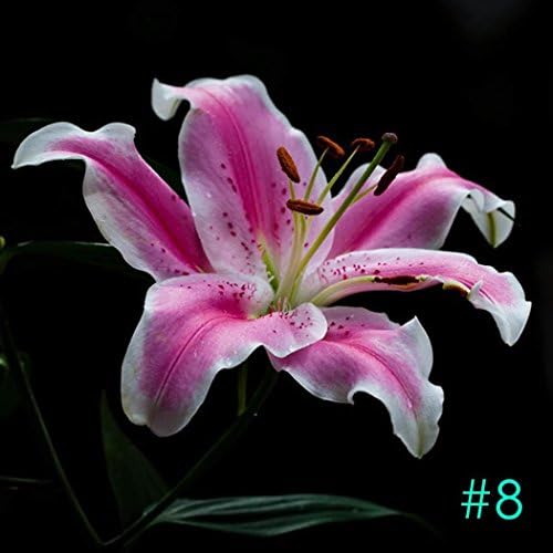 Meflying Mixed Oriental Lily - Fragrant Blooms