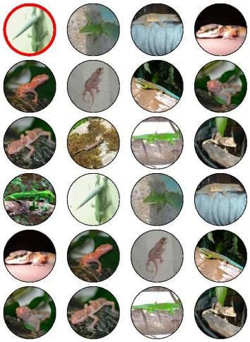 reptile cupcake toppers