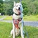 BABYLTRL No Pull Dog Harness with Leash & Collar, Adjustable Dog Vest Harness Reflective Oxford No-Choke Soft Pet Harness for Small Medium Large Dogs Easy Control Harness (Harness-Pink, X-Large)