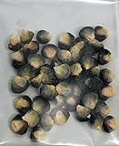 David's Garden Seeds Corn Sweet Black Mexican D41103 (Black) 50 Organic Heirloom Seeds