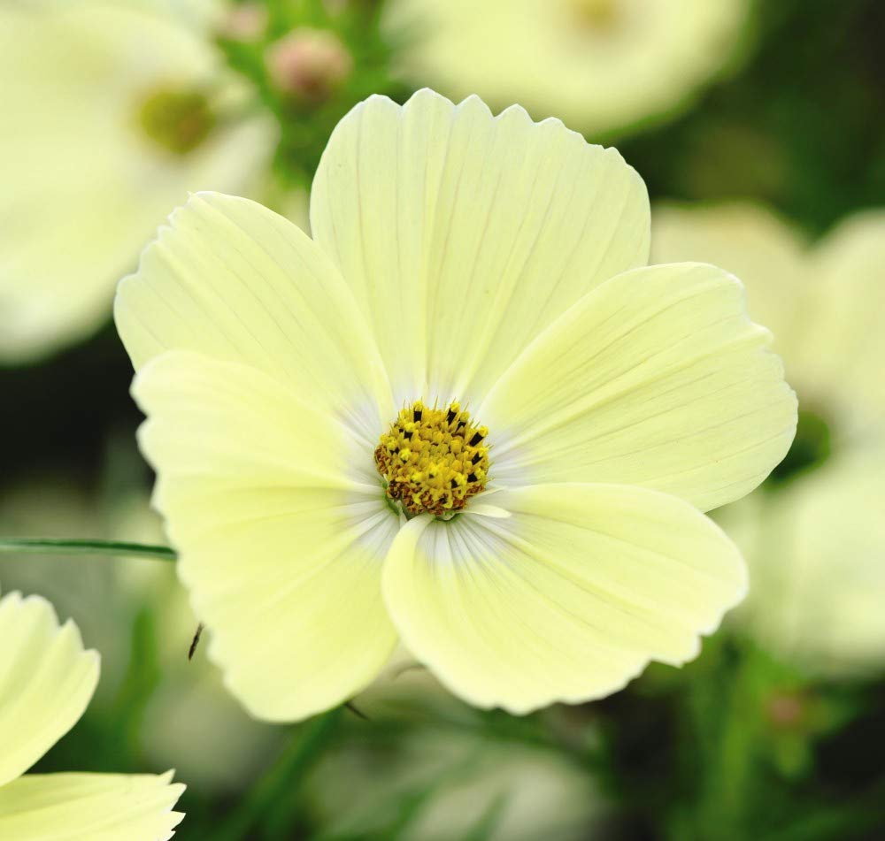 Thompson & Morgan - Cosmos Lemonade - 30 Seeds