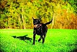 Chuckit! Tennis Ball Large 7.3 cm Compatible with Launcher Dog Toy view 7