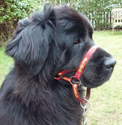 dogmatic headcollar near me