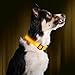 ILLUMISEEN LED Dog Collar USB Rechargeable - Bright & High Visibility Lighted Glow Collar for Pet Night Walking - Weatherproof, in 6 Colors & 6 Sizes (Yellow Large)