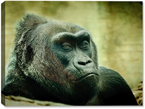 Colo the Gorilla -Outdoor Wall Art - Weatherprint - Weatherproof Art for Indoor or Outdoor Canvas Art