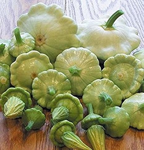 Amazon Co Jp 発芽seeds 25 種子 ベニングのグリーンティントスカッシュ種子 甘い 微細凹凸 薄緑色の肉 ホーム キッチン