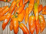 Aji Amarillo Pepper Seeds 15 Pack - Organic (Non-GMO) by OrganicSeedSupply