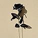 Topgalaxy.Z Artificial Flowers Black Roses, 25pcs Fake Roses w/Stem DIY Wedding Bouquets Centerpieces Arrangements Party Home Halloween Decorations, Christmas Decor Flower Party
