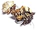 Nature Gift Store 2 Live Pet Hermit Crabs+3 Cholla Exercise Logs Bundle: Purple Pincher Land Crab